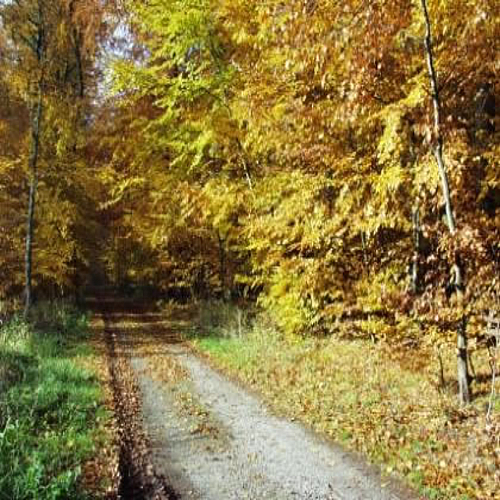 Herbstwald Breitscheid