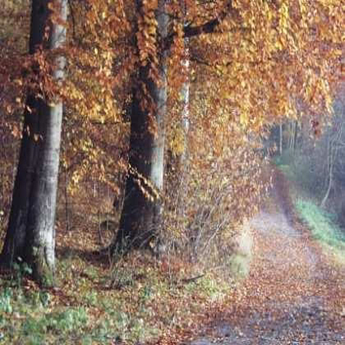Herbstwald "Unter der Heck"